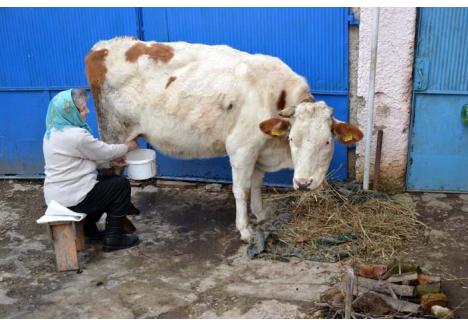 LE DAU! Proprietară peste trei vaci şi o viţeluşă, Carolina Gavruş din Chişirid spune că va vinde două dintre vite pentru a scăpa de impozitare. "Şi aşa le ţin în pierdere. Pământ n-am, fânu-i scump, laptele nu-l ia nimeni... Dacă mai vine şi impozitarea, mai bine mă las de ele şi le dau!", spune femeia